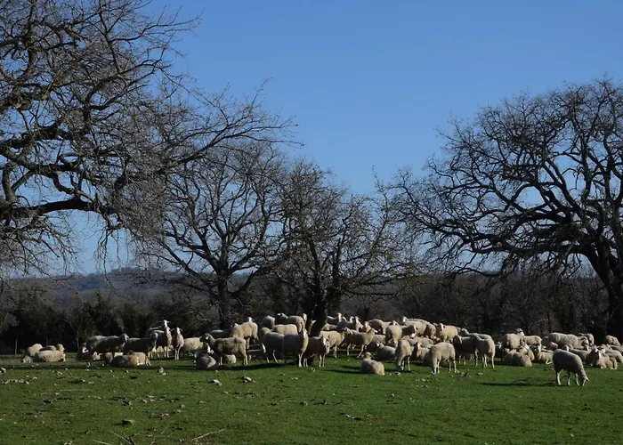 Bio Aia Della Colonna